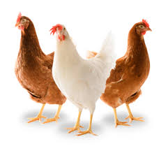 poules (1)
